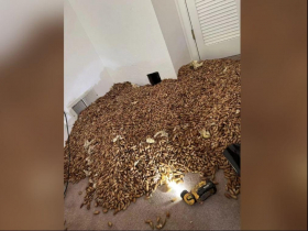 他家牆壁一鑿洞竟噴「顆粒狀洪水」，300公斤讓20年師傅傻眼：從沒看過…原來是這群傑作